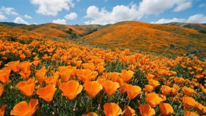 Poppy Field Bloom