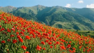 Poppy Fields in Bloom