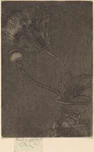 Poppy in a Vase