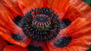 Poppy Macro Center