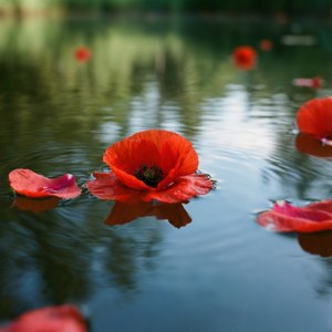 Poppy Petals Afloat