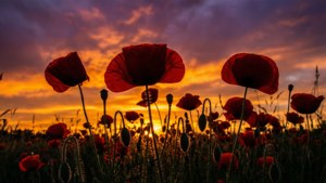 Poppy Silhouette Sunset