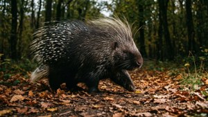 Porcupine in Forest