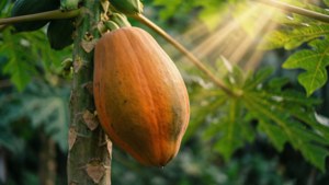 Portrait of Ripe Pawpaw