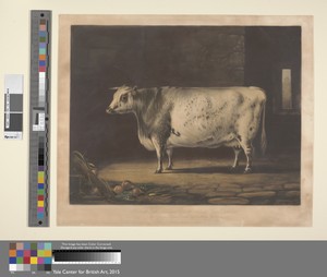 Portrait of the Celebrated Short Horned Cow Bracelet / The Property of John Booth, Esquire, Killerby, Yorkshire
