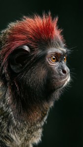 Portrait of the Red-Handed