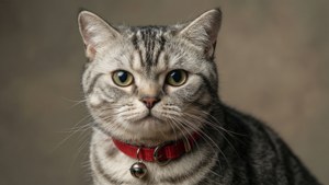 Portrait with Bell