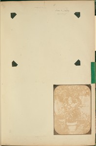 [Potted Plant in a Garden]