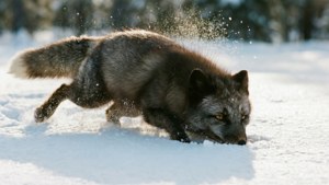 Pounce Hunt