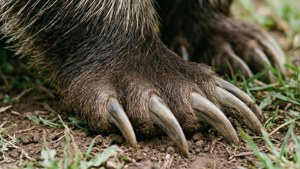 Powerful Paws
