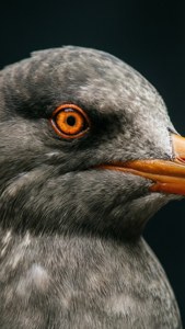 Predator's Eye