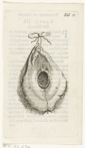 Prenten van de vrouwelijke organen