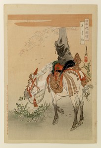 Presentation pony tied to a cherry tree