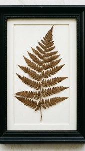 Pressed Fern Frame