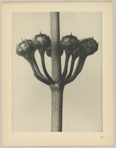 Primula japonica