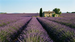 Provence Lavender Dream
