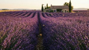 Provence Lavender Sunset