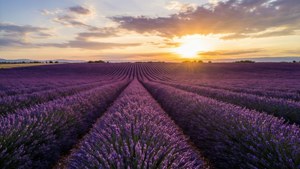 Provence Lavender Sunset