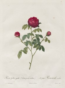Provence or French Rose