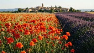 Provence Poppy Vista