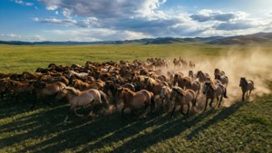 Przewalski's Herd