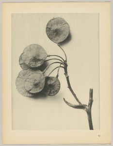 Ptelea trifoliata