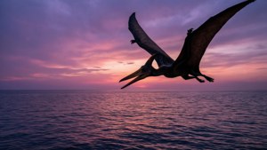 Pterodactyl Ocean Sunset