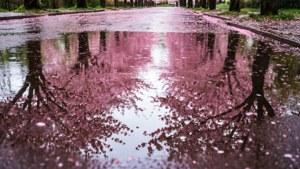 Puddle Reflections