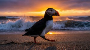 Puffin Beach Silhouette
