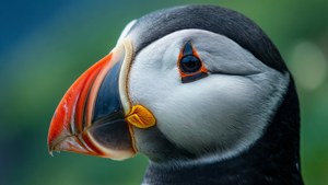 Puffin Macro Portrait