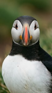 Puffin Portrait Close-Up