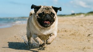 Pug Beach Run