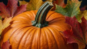 Pumpkin Macro