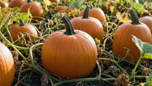 Pumpkin Patch Autumn