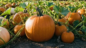 Pumpkin Patch Close-Up