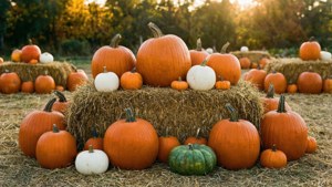 Pumpkin Patch Harvest