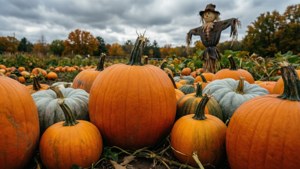 Pumpkin Patch September
