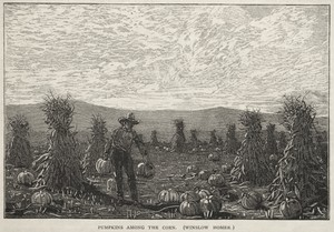 Pumpkins Among the Corn
