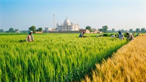 Punjab Rural Serenity