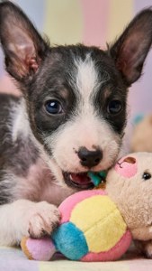 Puppy Playtime