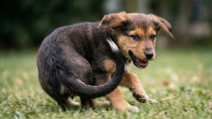 Puppy Tail Chase