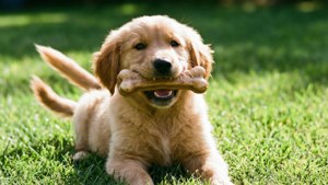 Puppy with Bone