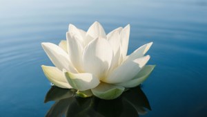 Pure Lotus Serenity