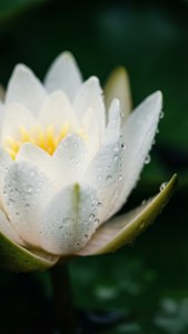 Pure White Dewdrop