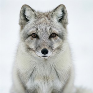 Pure White Portrait