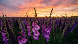 Purple Gladiolus Sunset Field