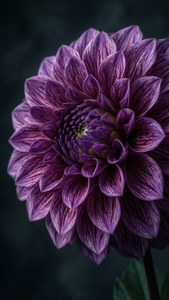 Purple Intricate Drama