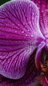 Purple Orchid Detail