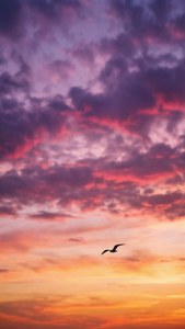 Purple Pink Sunset Bird