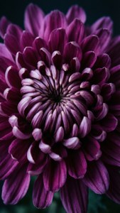 Purple Spiral Chrysanthemum